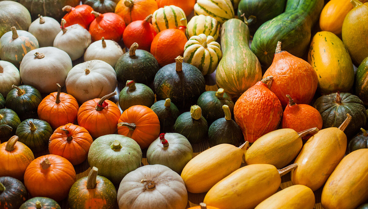 Winter Squash